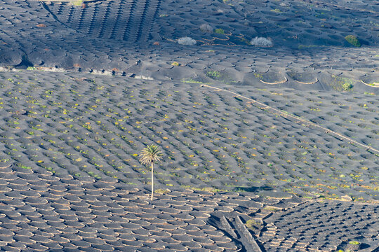 Spain, Canary Islands, La Geria, View of volcanic vineyard on Lanzarote island