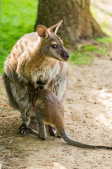 A baby kangaroo hides in the mother kangaroo's pouch. Marsupial animal of Australia. Conservation and protection of animals