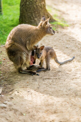 A small baby kangaroo sits near the mother kangaroo and holds on to her pouch with its paw, maternal protection and safety, animal of Australia, marsupial mammal, copy space.