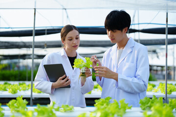 man Farmer harvesting vegetable and audit quality from hydroponics farm. Organic fresh vegetable, Farmer working with hydroponic vegetables garden harvesting, small business concepts.
