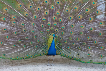 Peacock birds in park in spain