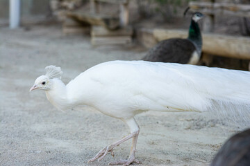 Peacock birds in park in spain
