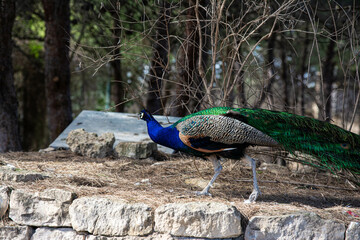 Peacock birds in park in spain