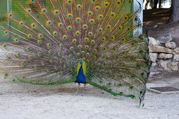 Peacock birds in park in spain