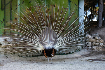 Peacock birds in park in spain