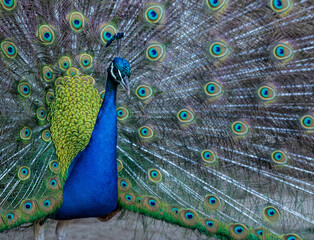 Peacock birds in park in spain