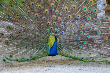 Peacock birds in park in spain