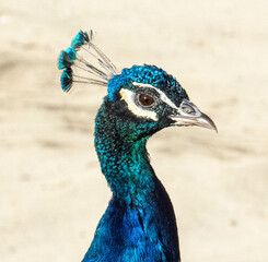 Peacock birds in park in spain