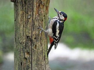 Great Spotted Woodpecker (Dendrocopos major), on the old trunk, isolated on blurred background