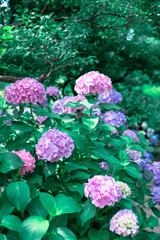 カラフルな紫陽花