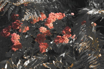 Obraz premium black and white images of plants, red on black, black photos with red accents, contrast, autumn leaves, rasteria in autumn, autumn mood, postcard, melancholy, upset, mood, black and white