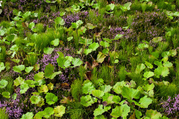 naturalistic plant background in green-violet tones, heather and horsetail, green wall, Scandinavian vegetation