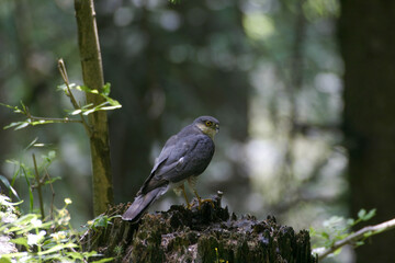 Sparrowhawk (Accipiter nisus) Sparviero
