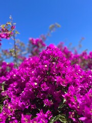 blooming bush with tender purple flowers