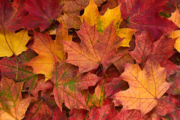 Naklejka na ściany i meble Autumn background of red fallen maple leaves.