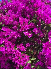 blooming bush with tender purple flowers