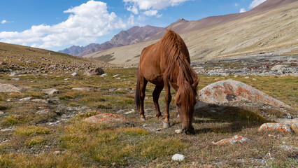 A horse in the mountain wilderness of Ladakh, India
