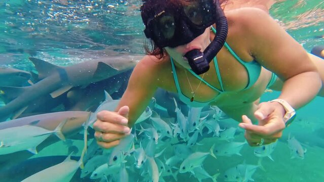 A female snorkeller swims amongst sharks and a variety of tropical fish in the clear waters off Hol Chan Marine Reserve, San Pedro, Belize. Handheld shot