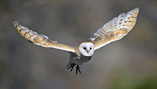 Barn owl // Schleiereule (Tyto alba)