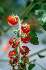 ヘタの着いているフレッシュなトマト