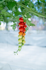 ヘタの着いているフレッシュなトマト