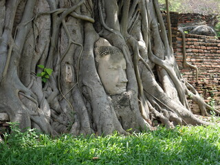 Fototapeta na wymiar head of a stone Buddha in the tree roots