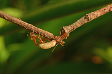photo of red ants working together to bring white maggots