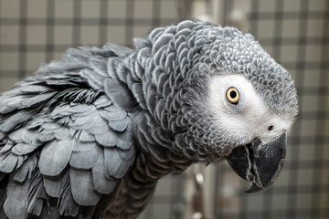 Head portrait of gray parrot