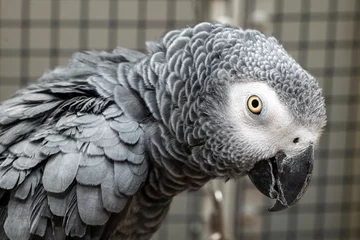 Stoff pro Meter Head portrait of gray parrot © Axel Jahnke