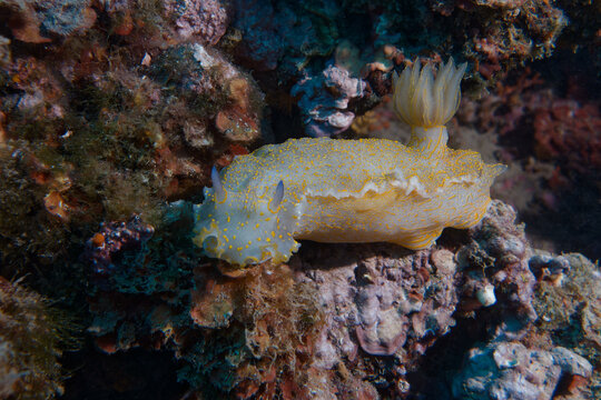 Giant doris (Felimare picta) in Mediterranean Sea