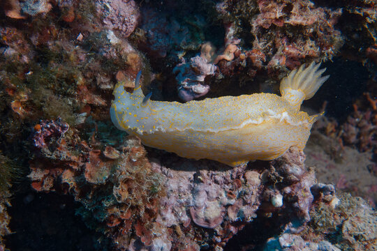 Giant doris (Felimare picta) in Mediterranean Sea