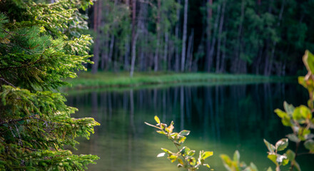 Pine branches on the background of the lake. Shallow depth of field. Background for the site. Empty space for text