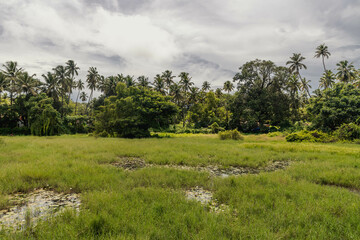 Obraz premium Picturesque landscapes of Goan nature. India.