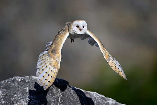 Schleiereule // Barn owl (Tyto alba)