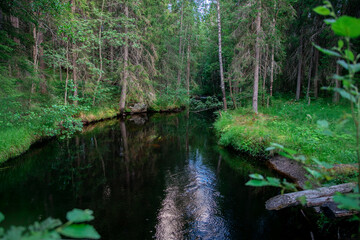 River in the forest with rocks and green foliage. Beautiful river in the forest. Landscape