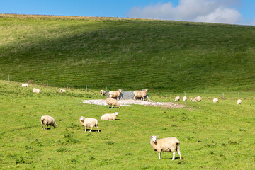 A flock of sheep in a field in rural Sussex, on a sunny day