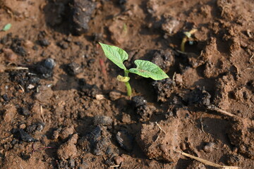 Just germinated bean plants. Beans plant grow in the vegetable garden. The soil with a small bean sprouts. Small plant of beans. 