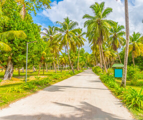 Road surrounded by palm trees in L'Union Estate Park