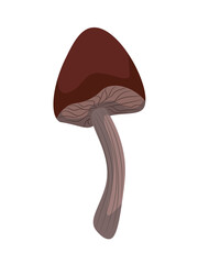 Forest fairy wild boletus mushroom with a brown cap.