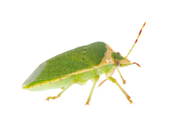 Southern green stink bug adult isolated on white background, Nezara viridula
