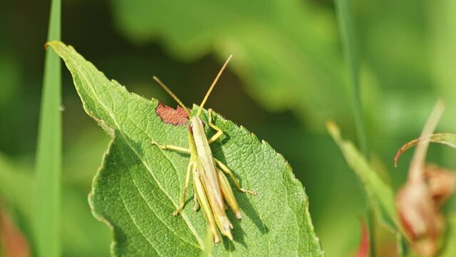 Chrysochraon Dispar Grasshopper On The Leaf Under The Sun. - close up