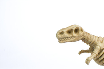 Fossil of T-Rex on white background