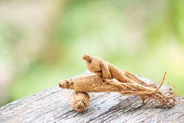 Ginseng or Panax ginseng on nature background.