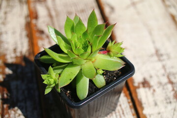 Sempervivum ESSENCE OF LIME Rojnik