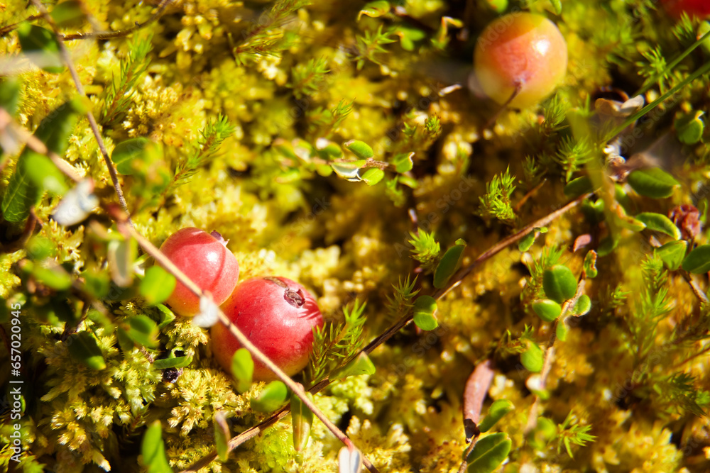 Wall mural Wild cranberries growing on bog moss, autumn berries. Raw swamp cranberry. - Wall murals