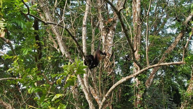 Ateles geoffroyi, the treetop acrobats of the Costa Rican wild.