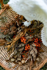 Wicker basket with rowan and dry leaves in the garden. The basket is covered with a white blanket. Romantic autumn story.