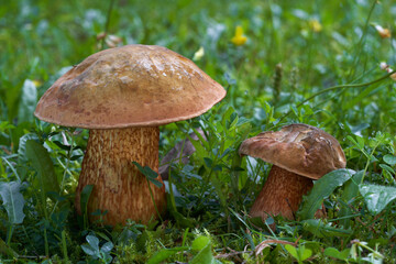 Edible mushroom Suillellus luridus in the grass. Known as Lurid Bolete or Kovara. Two wild mushrooms in forest meadow.