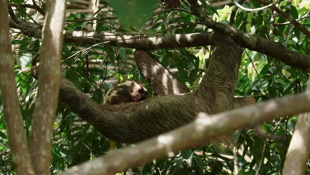 Majestic view of a sloth leisurely navigating through the rainforest canopy.