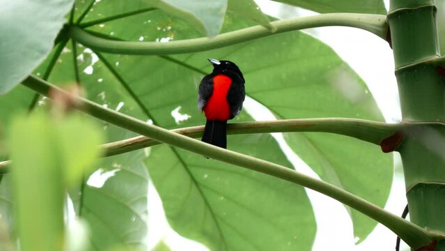 Bright Passerini's Tanager amidst tropical foliage.